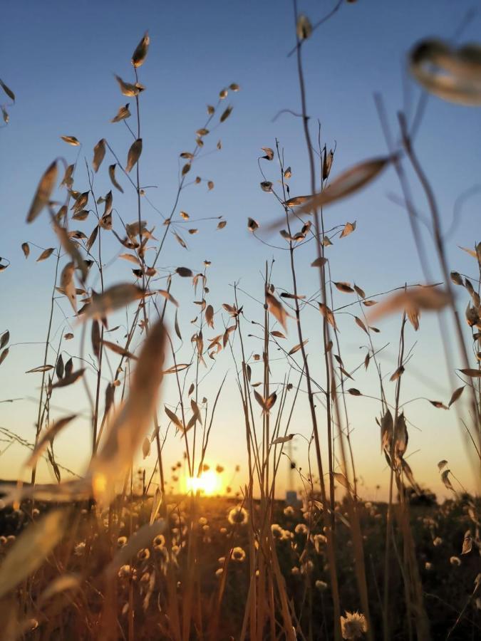 Albergue Turistico La Almazara Villafranca de los Barros Eksteriør bilde